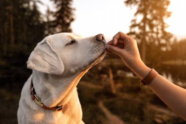 pet friendly vacation rentals cambria