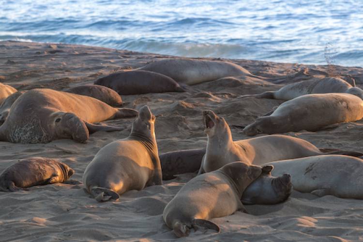 Elephant Seals